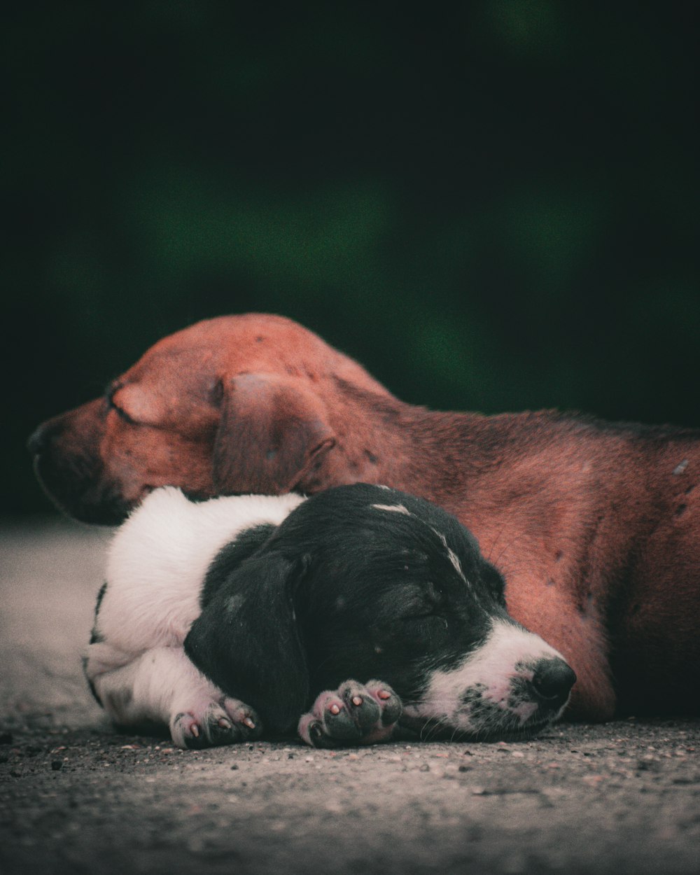 black and white short coated dog lying on ground beside brown short coated dog during daytime