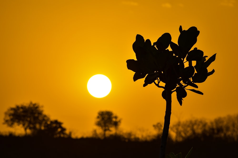 Silueta de la planta durante la puesta de sol