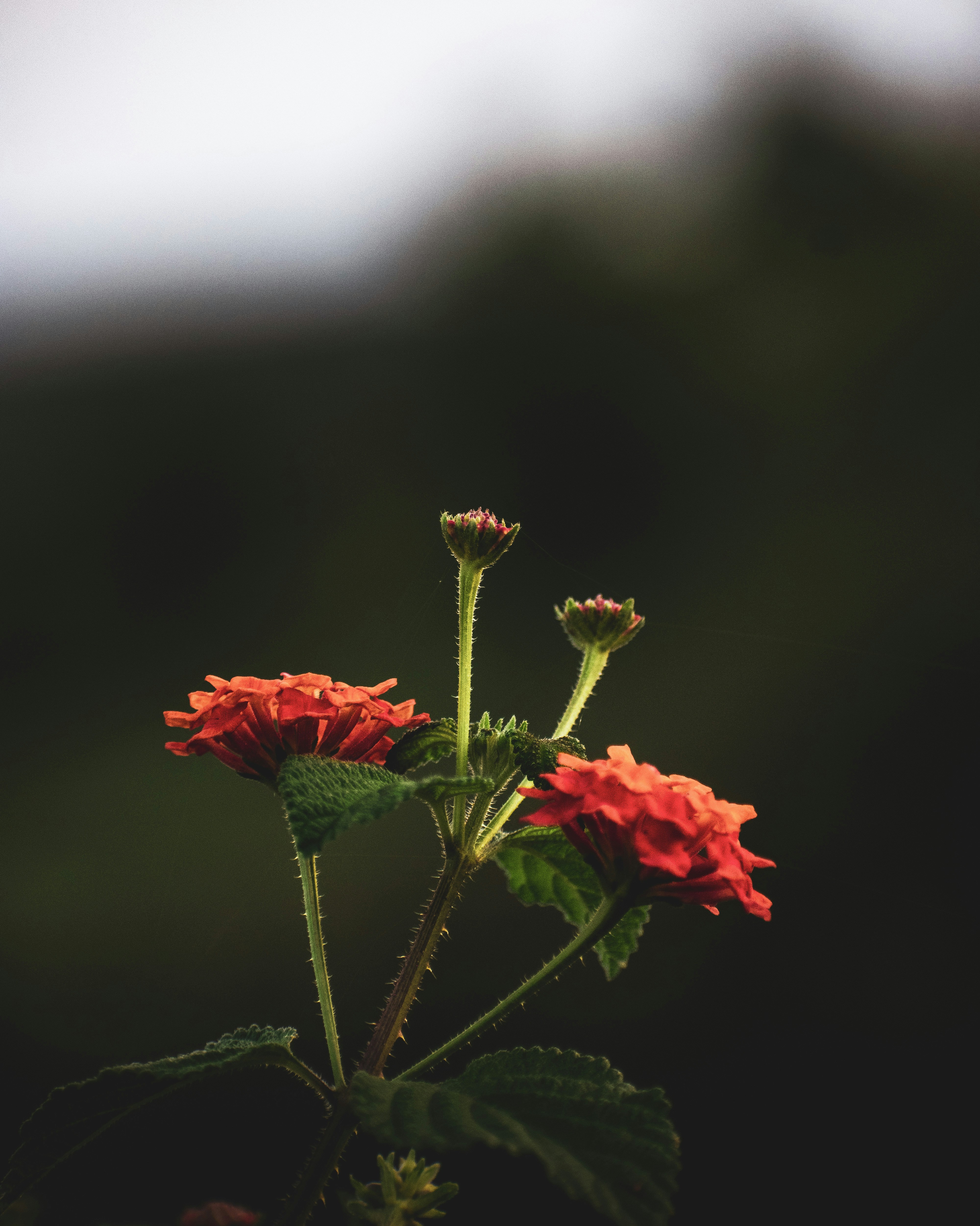 Photo by sagarkulkarni