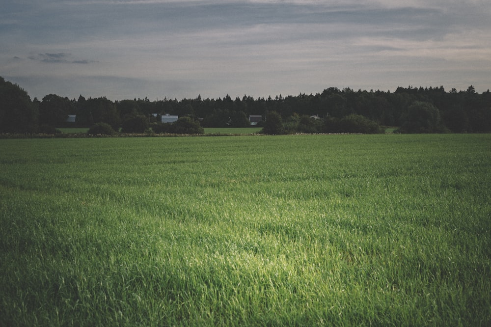 green grass field under gray sky