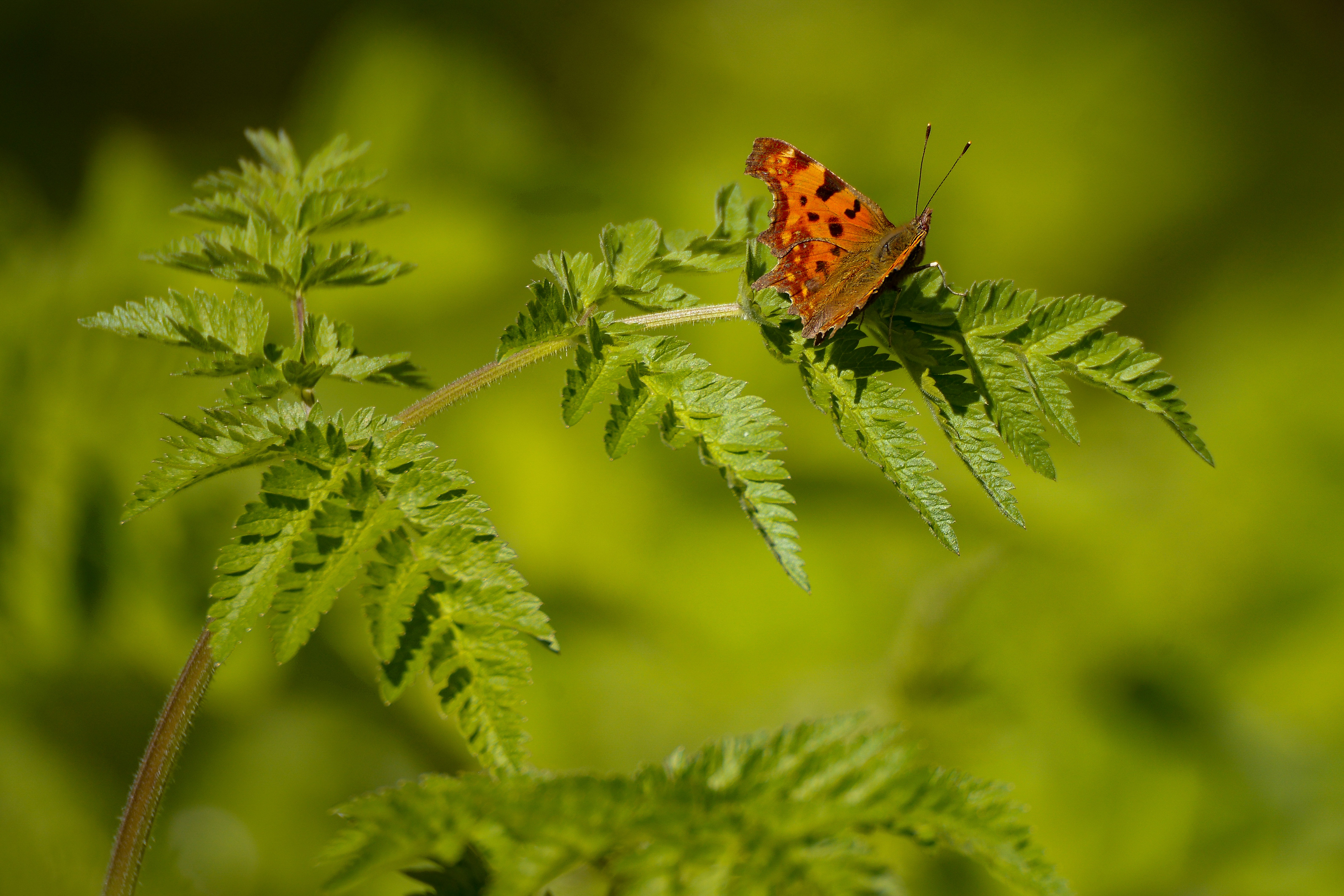 Photo by strippedlight