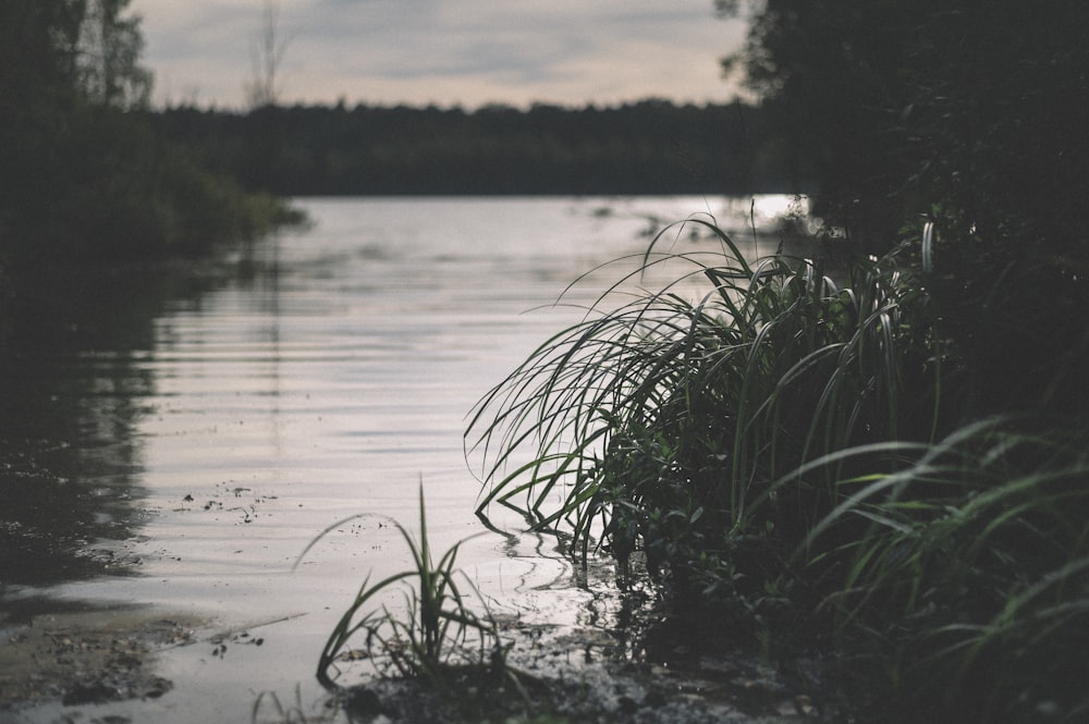 green grass on lake during daytime