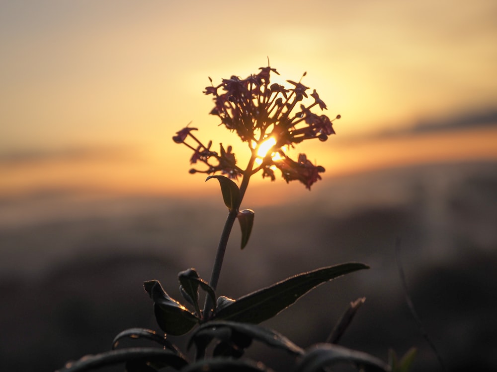 yellow flower in tilt shift lens