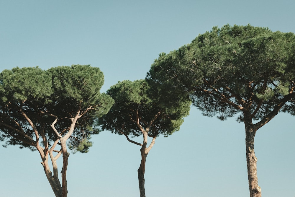 green tree under blue sky during daytime