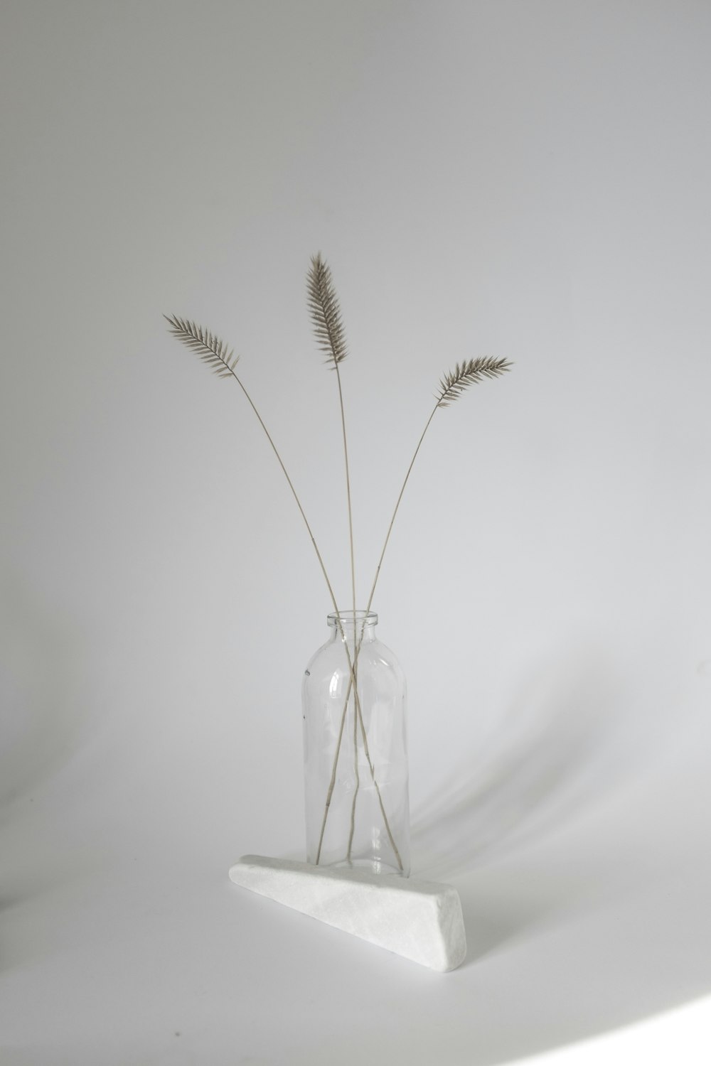 brown plant in clear glass vase