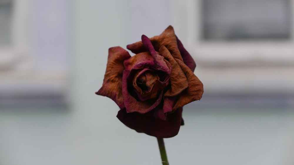 red rose in close up photography