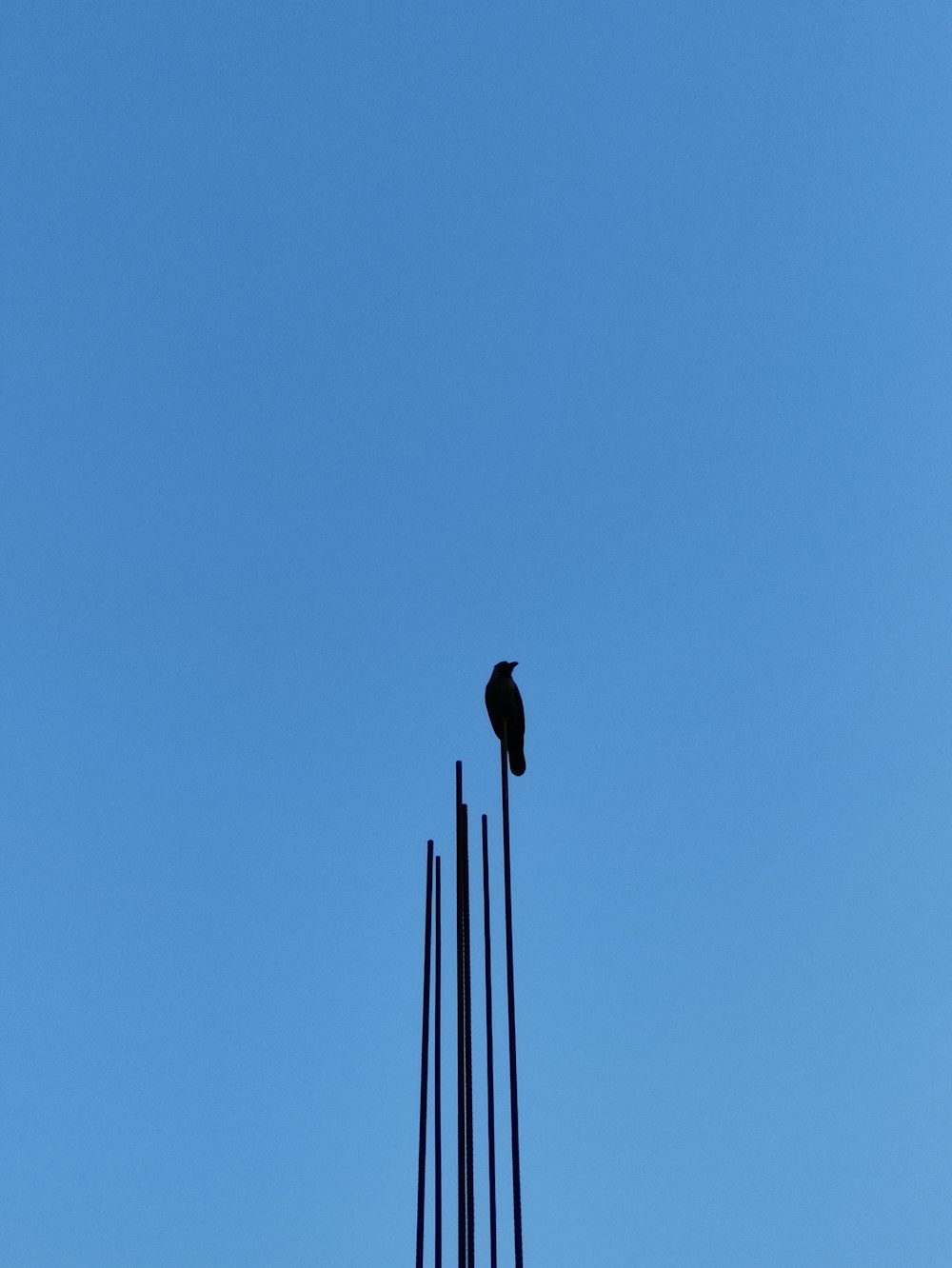 black bird on black metal stand during daytime