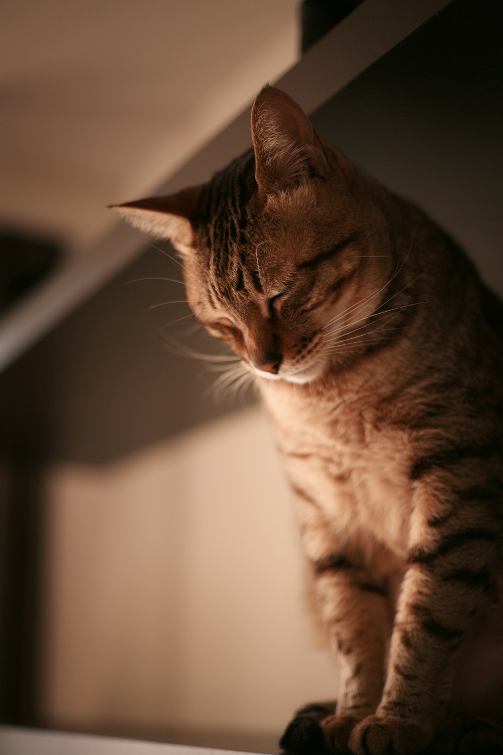 brown tabby cat on white table