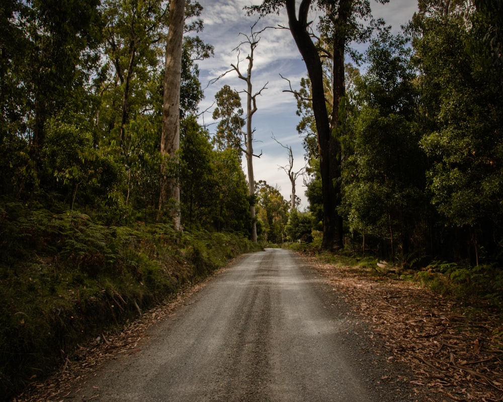 gray asphalt road between green trees during daytime