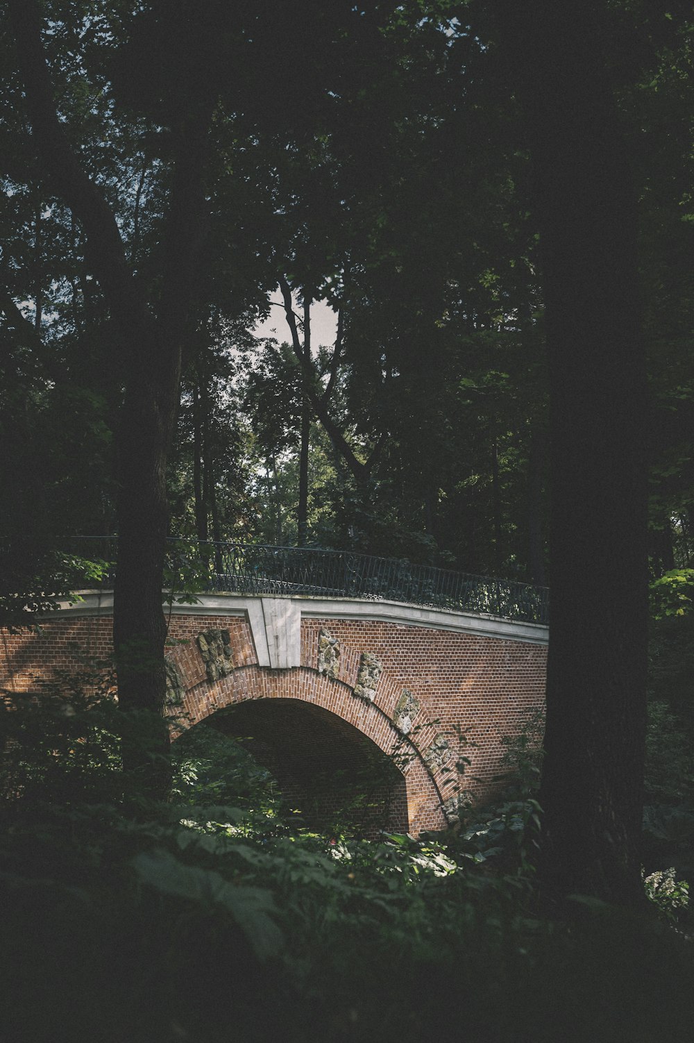 alberi marroni e verdi sulla foresta durante il giorno