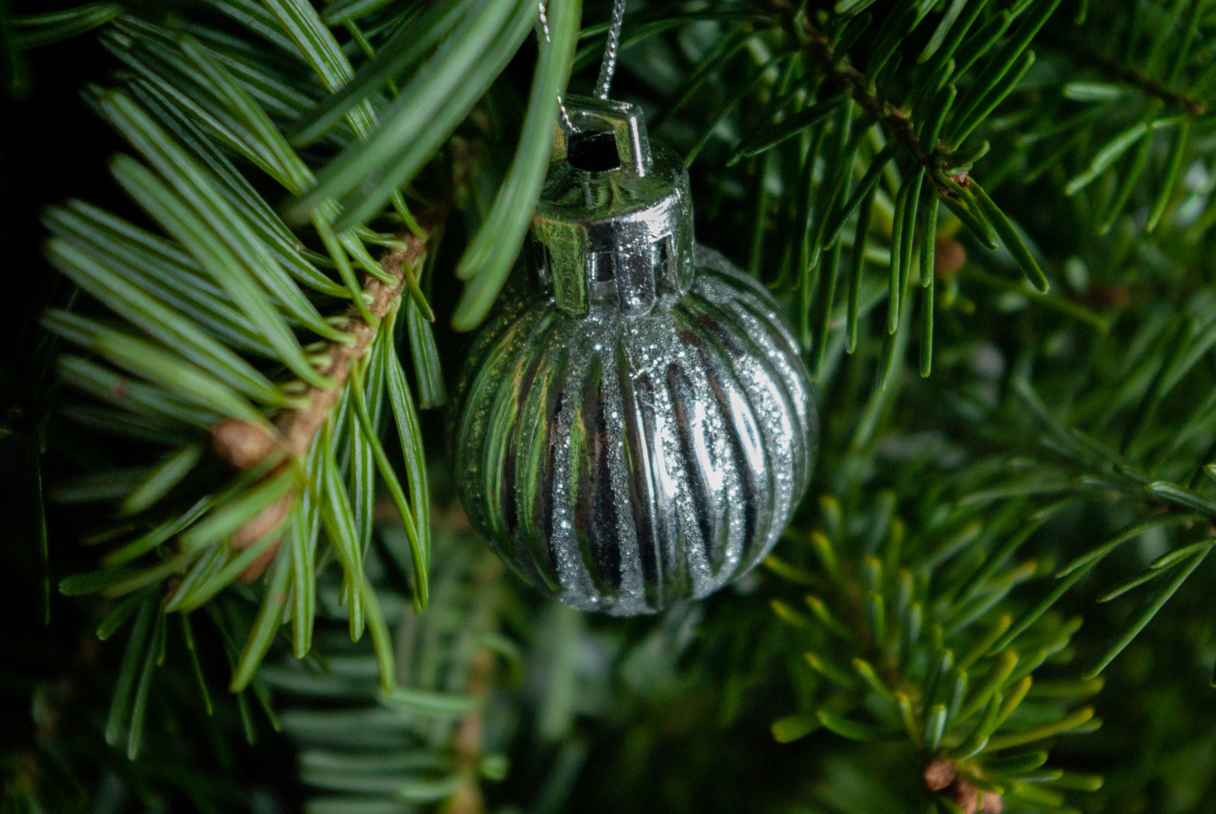 silver bauble hanged on green pine tree