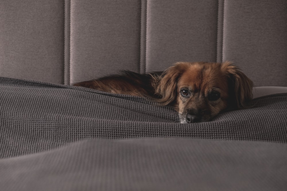 brown long haired dog lying on gray textile