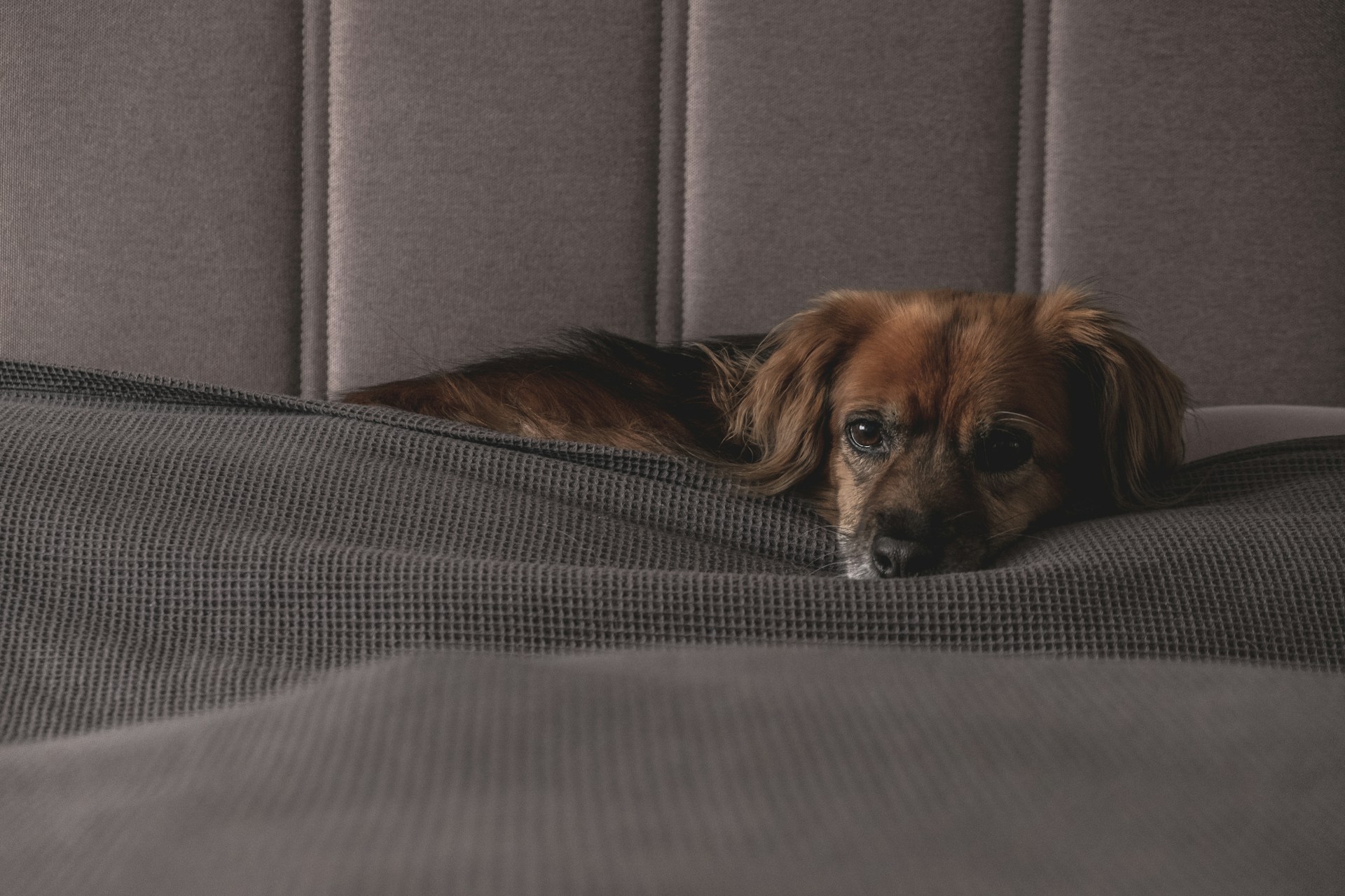 brown long haired dog lying on gray textile