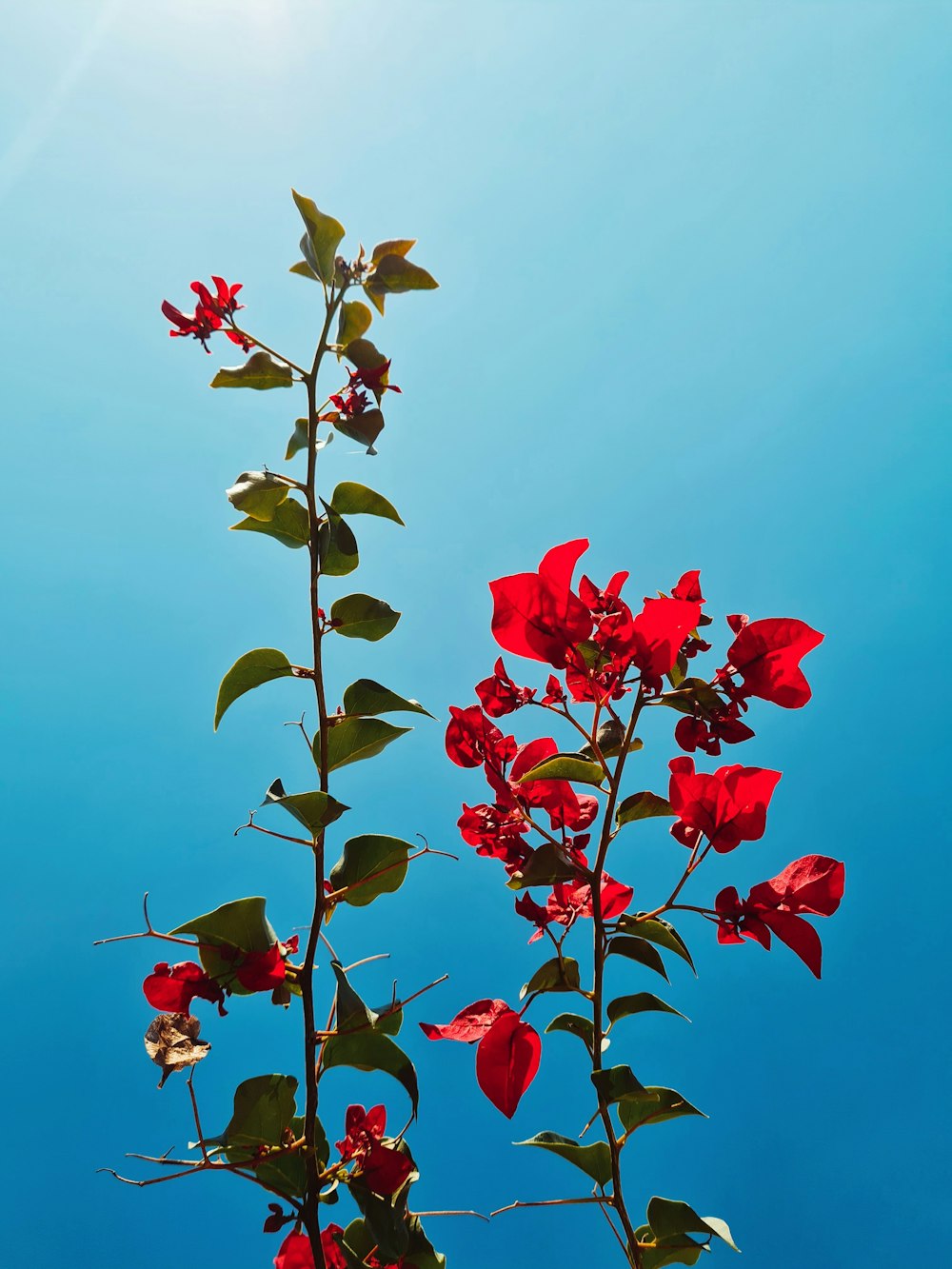 red and yellow flower buds