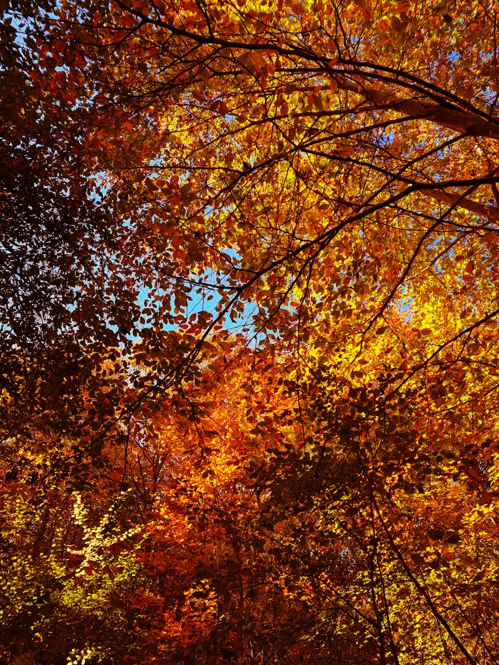 brown and yellow leaves tree