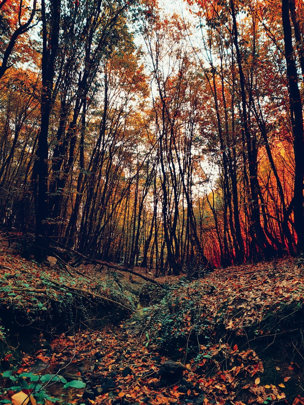 brown trees on brown soil