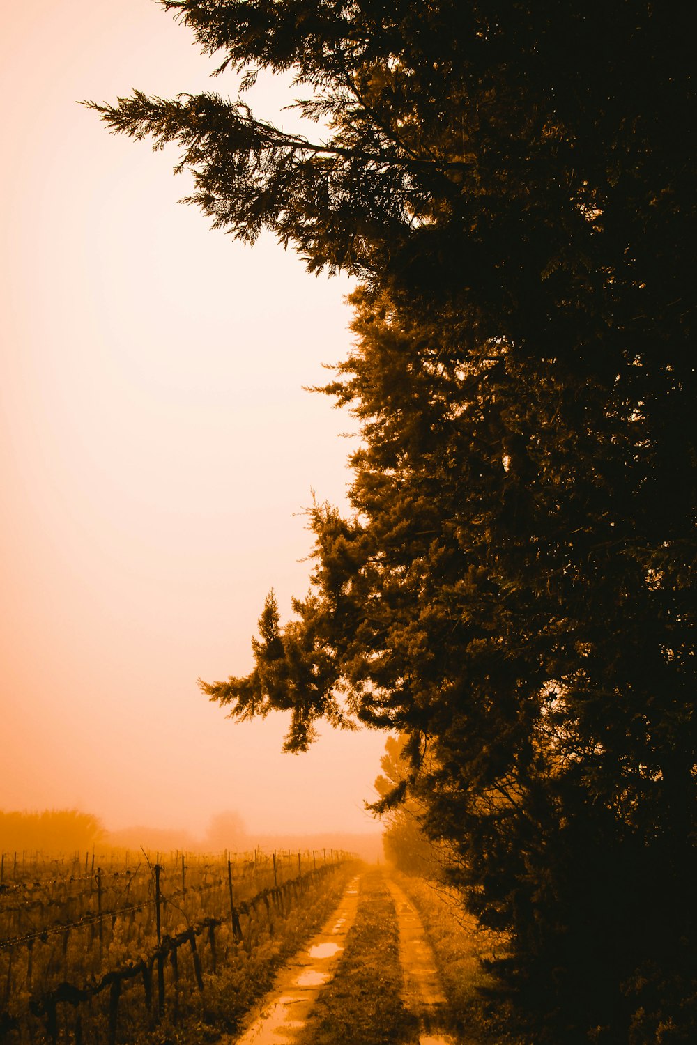 green tree under white sky during daytime