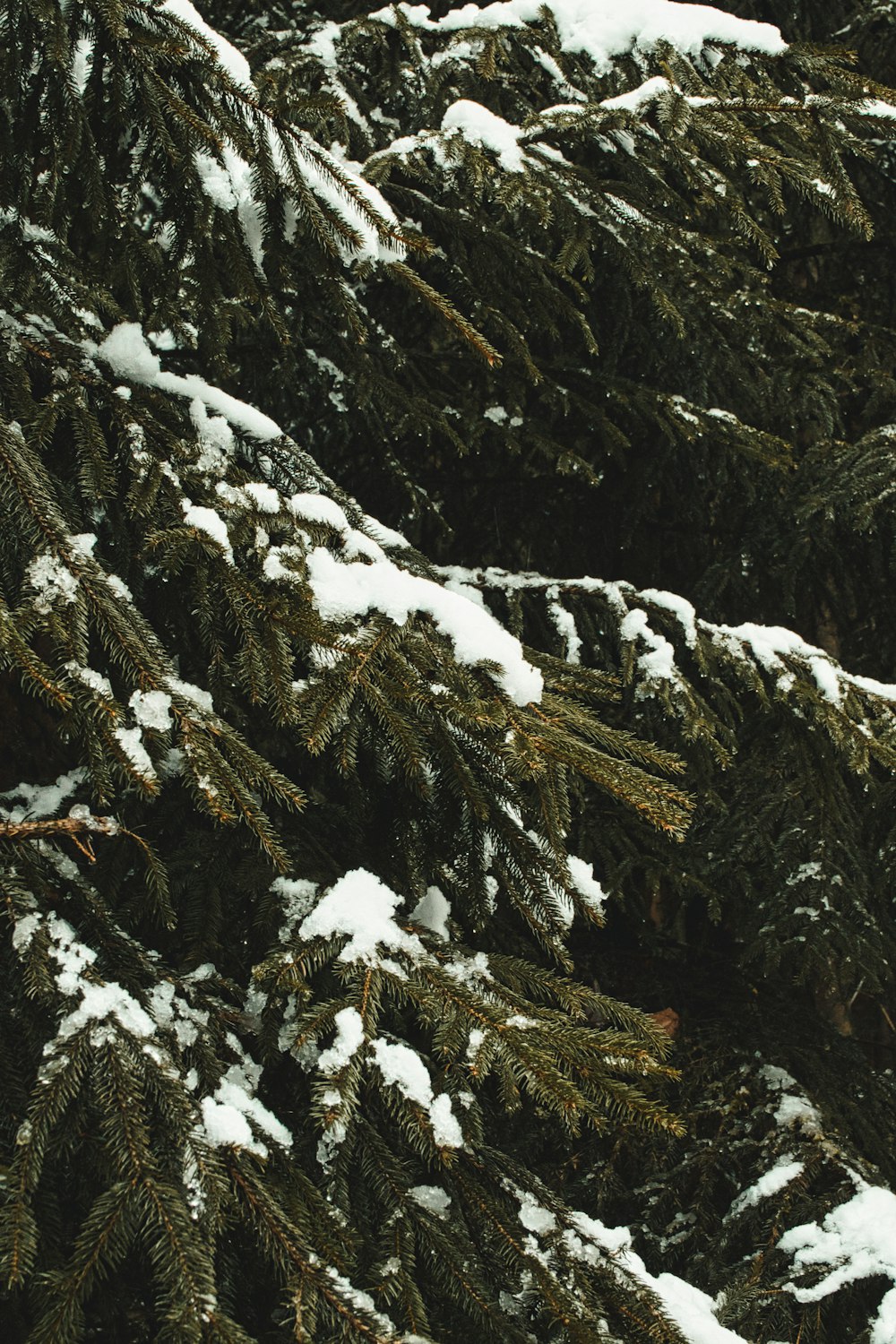 snow covered trees and mountain