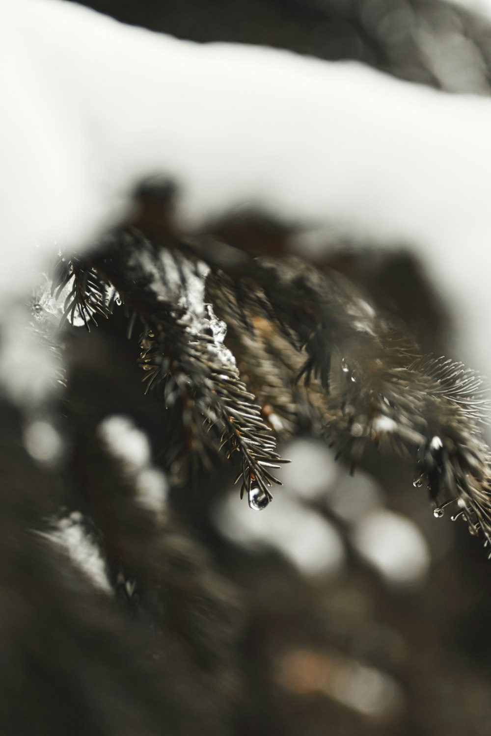 brown and white plant in close up photography