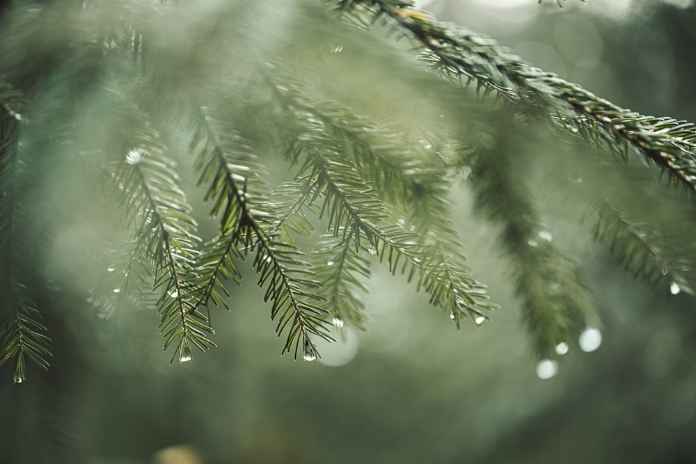green pine tree leaves in close up photography