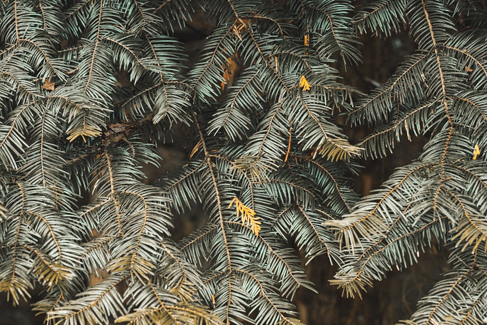 green pine tree with snow