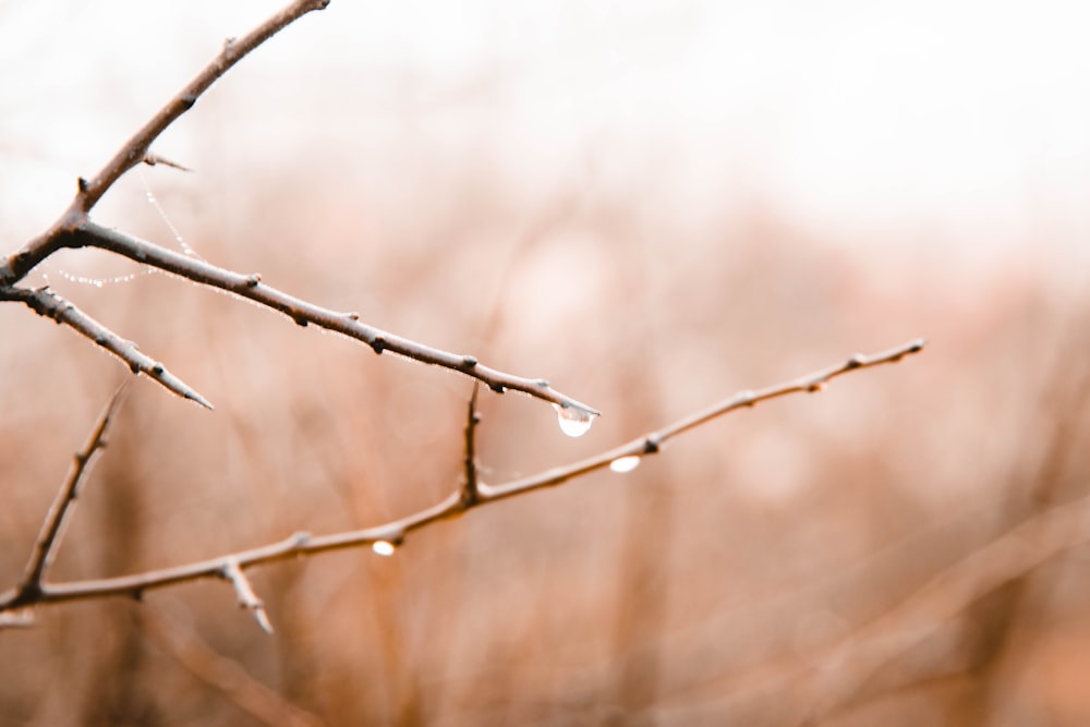 brown tree branch in tilt shift lens