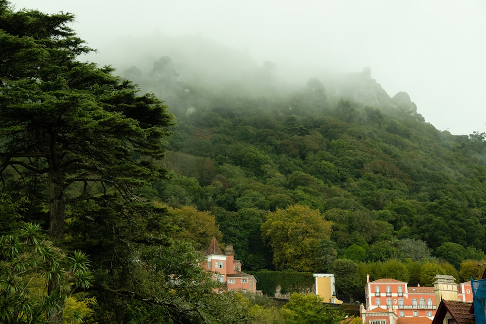 green trees and white buildings