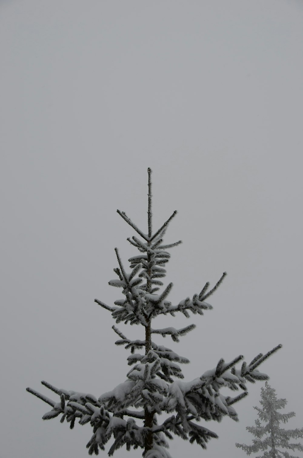 black plant on white background