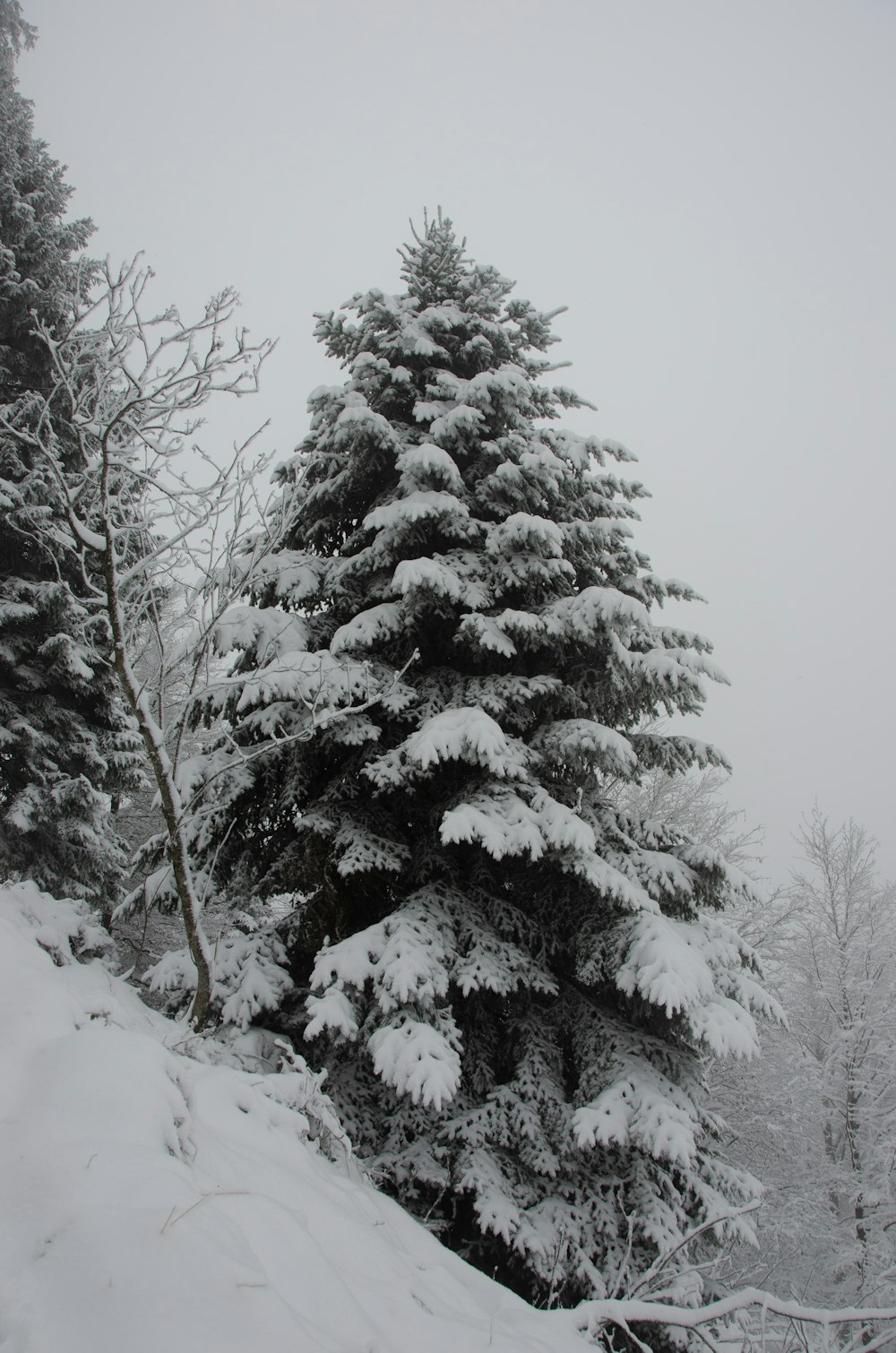 snow covered pine tree during daytime