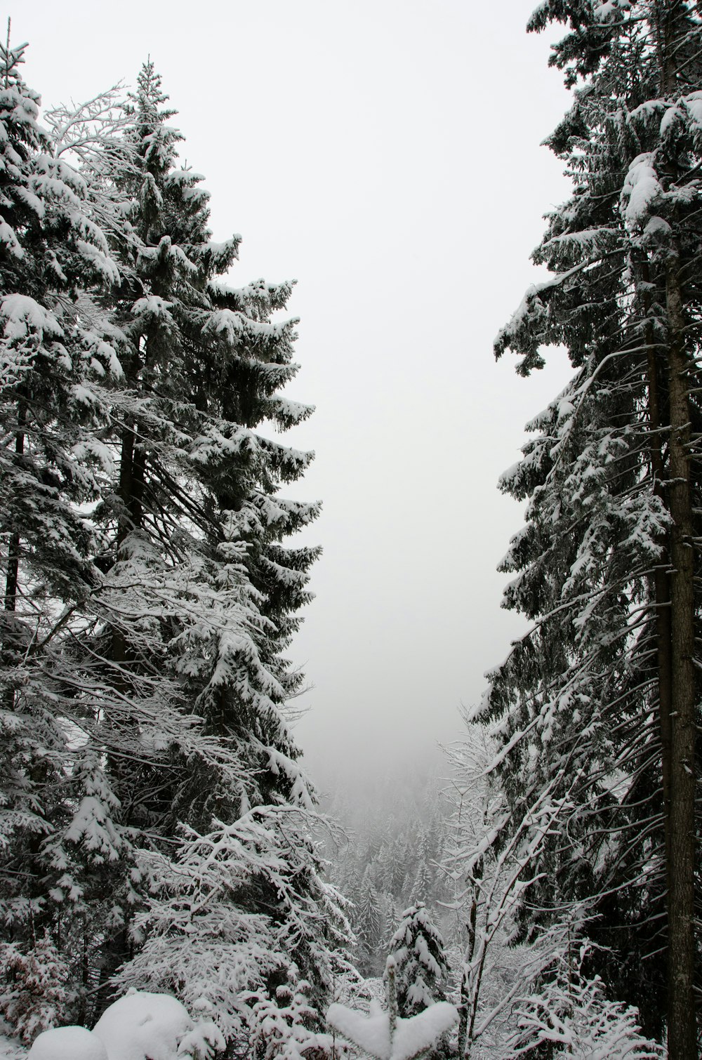 snow covered trees during daytime