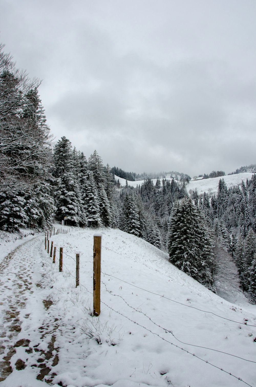 snow covered trees and mountains