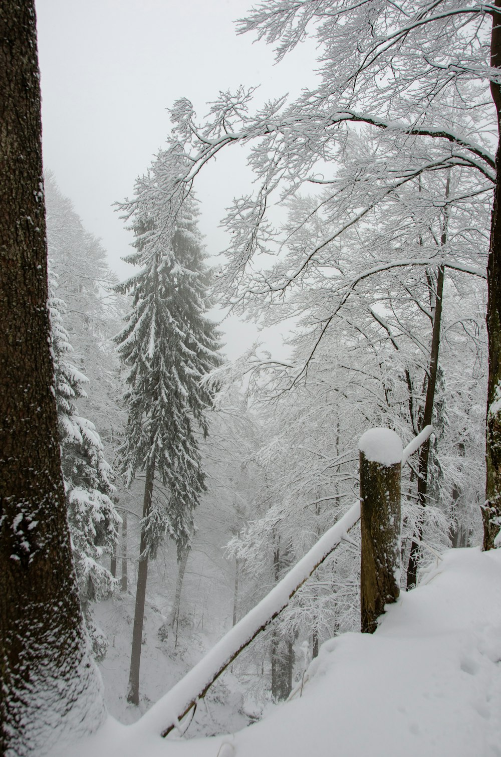 árboles cubiertos de nieve durante el día