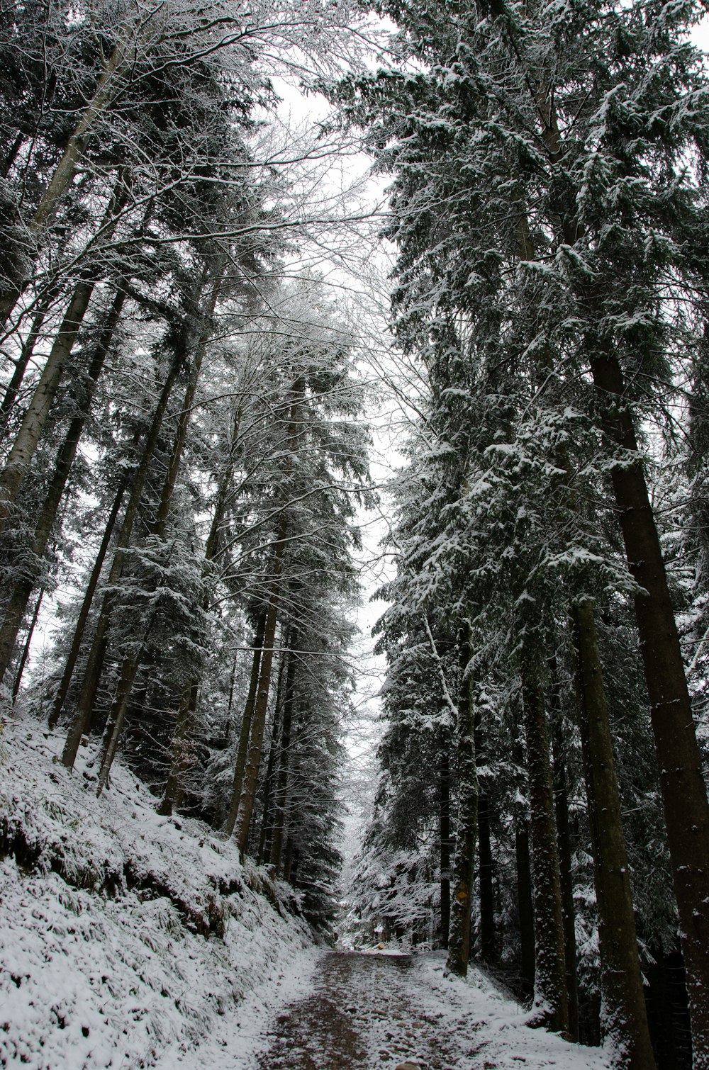 árboles cubiertos de nieve durante el día