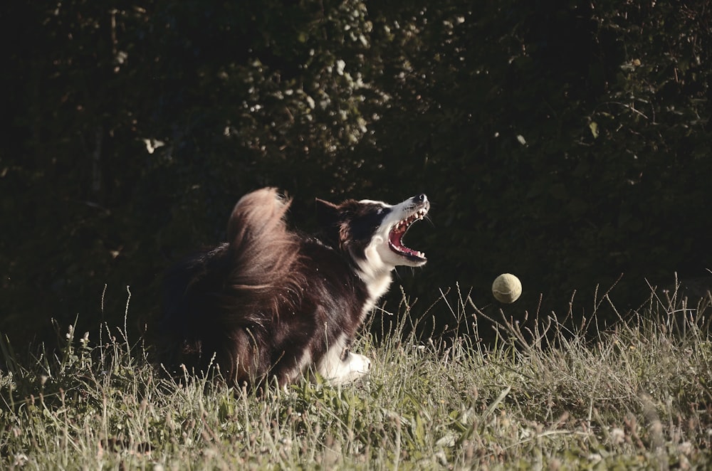 black and white border collie lying on green grass field during daytime