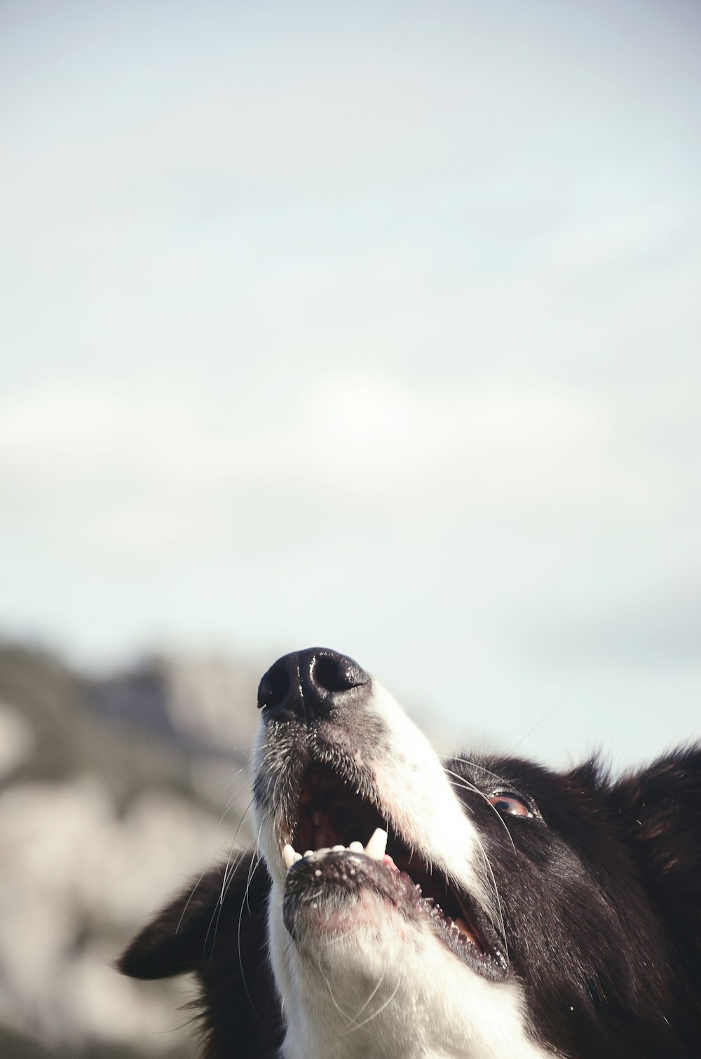 border collie preto e branco