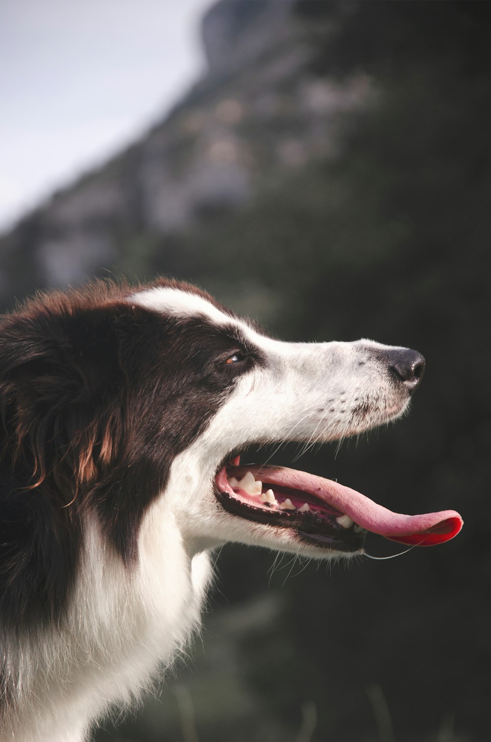 Schwarz-Weißer Border Collie