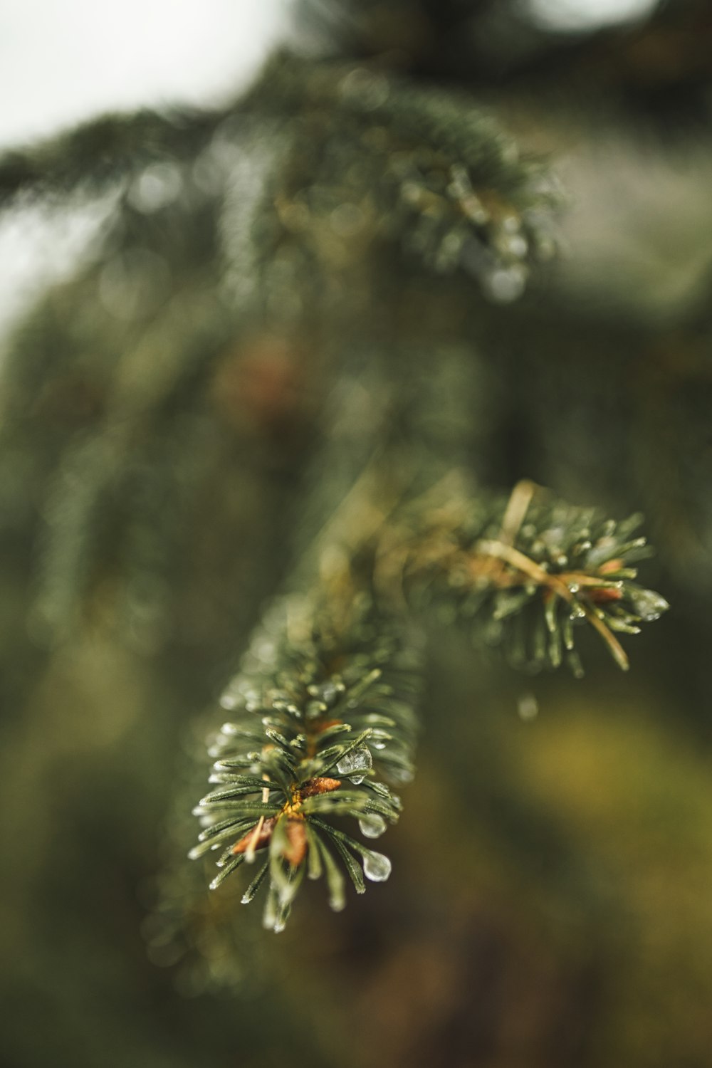 green leaf plant in close up photography