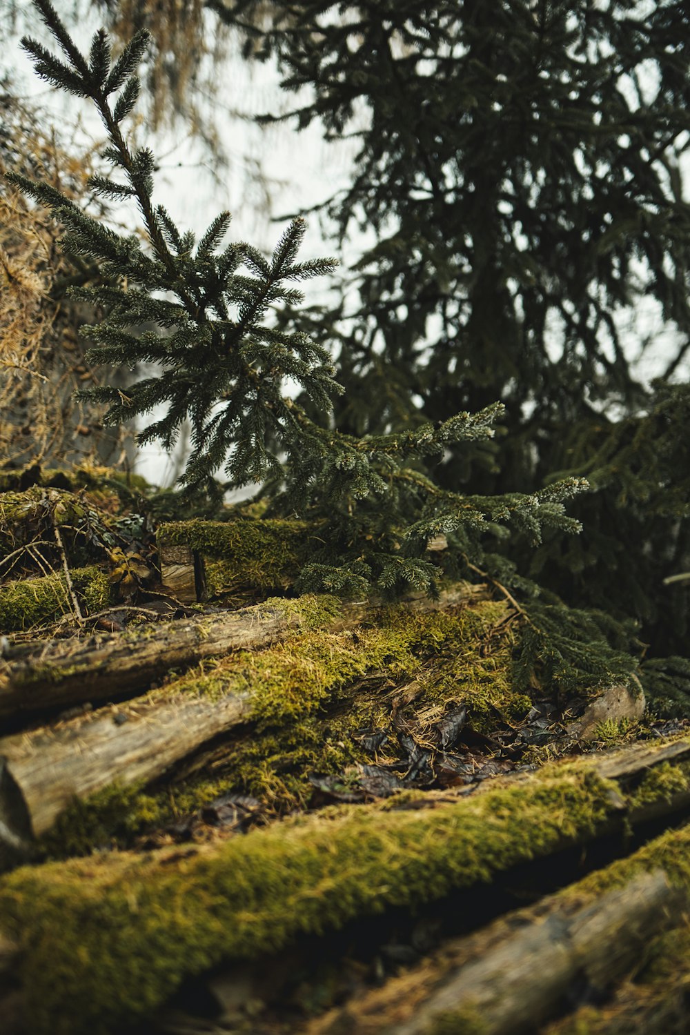 brown tree trunk on brown soil