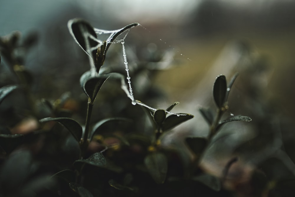 green plant with water droplets