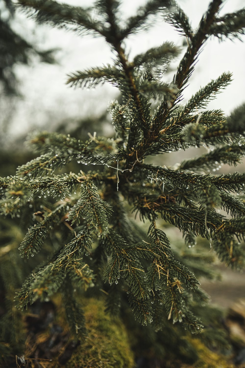 green pine tree covered with snow