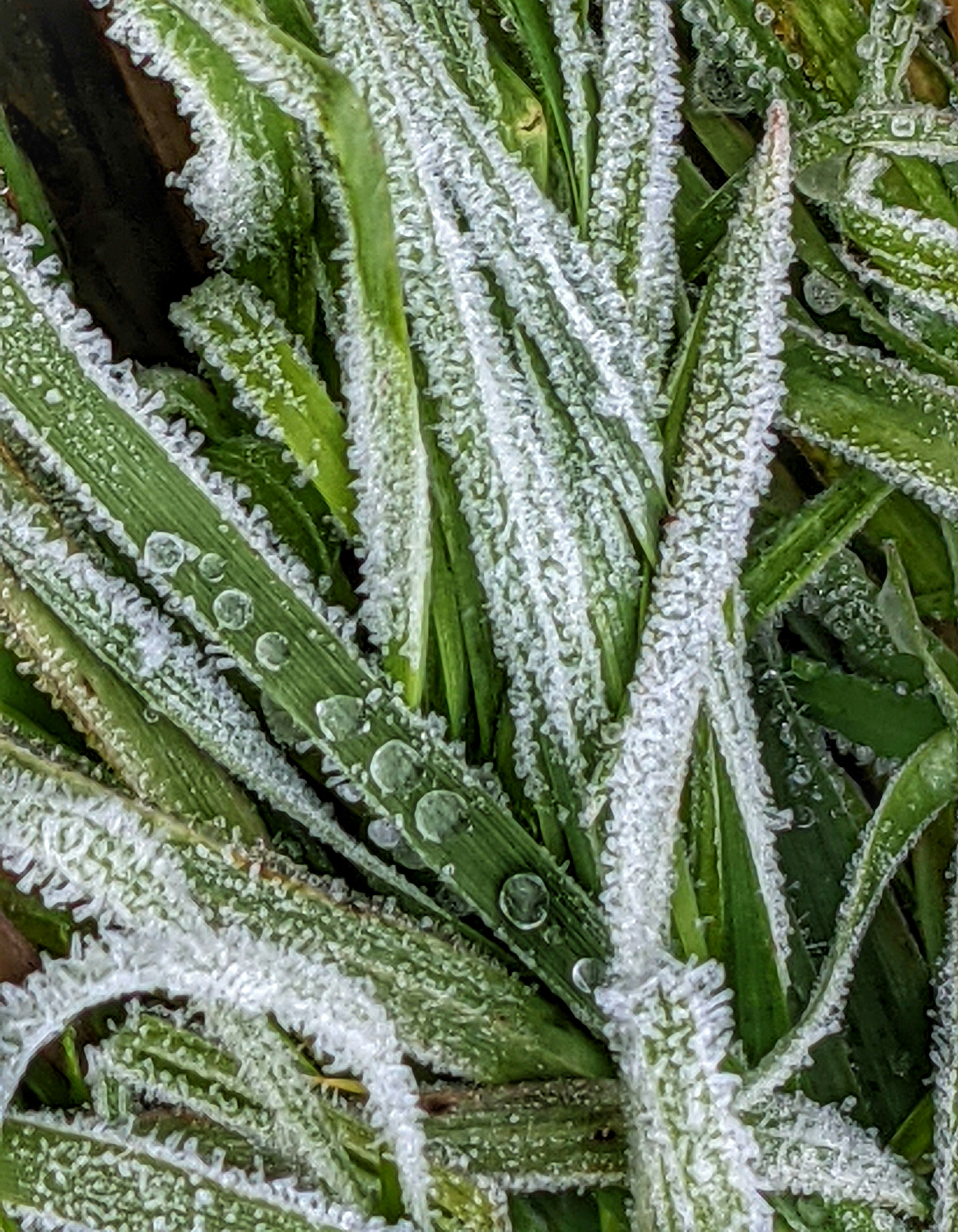 green plant with water droplets