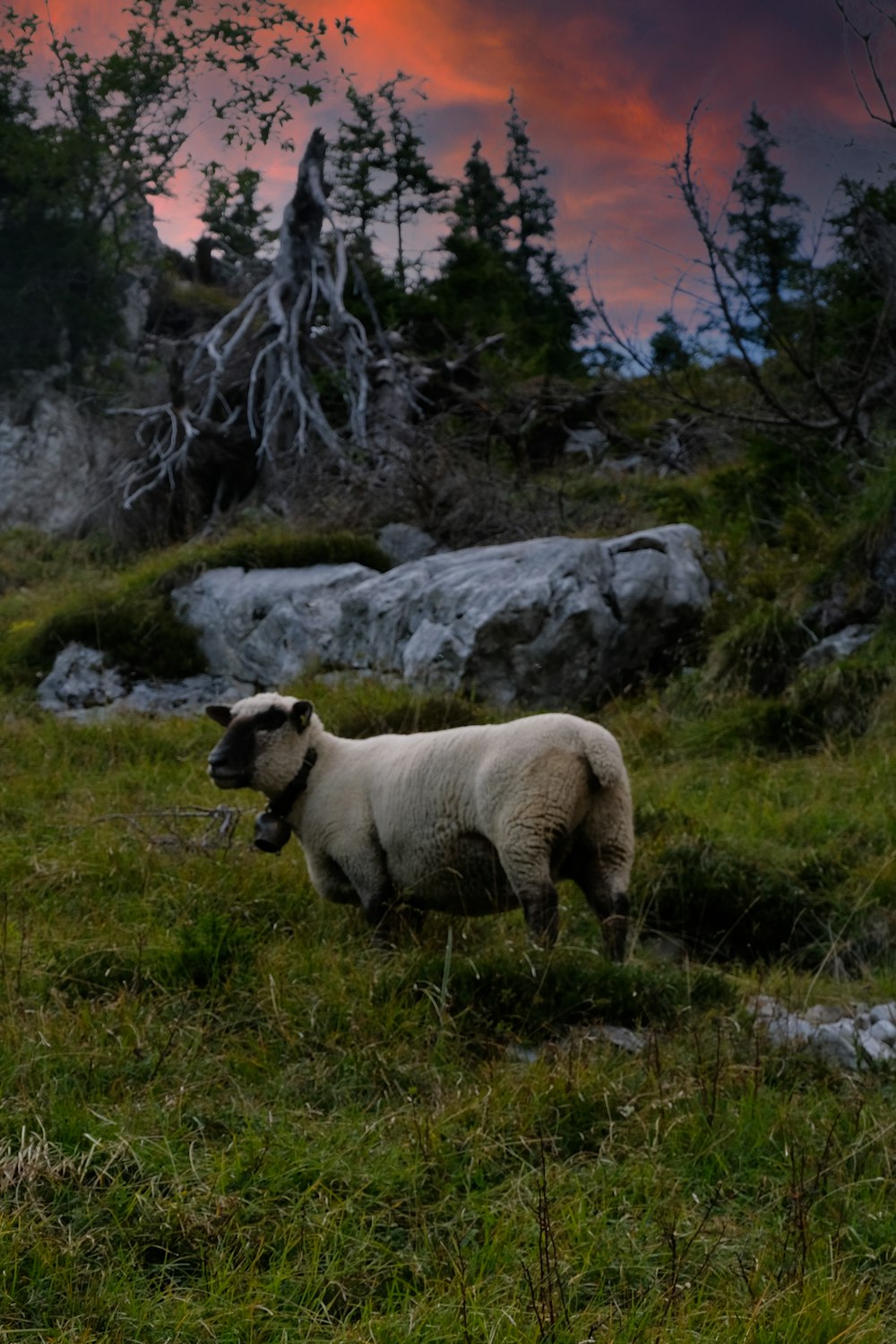 white sheep on green grass field during daytime