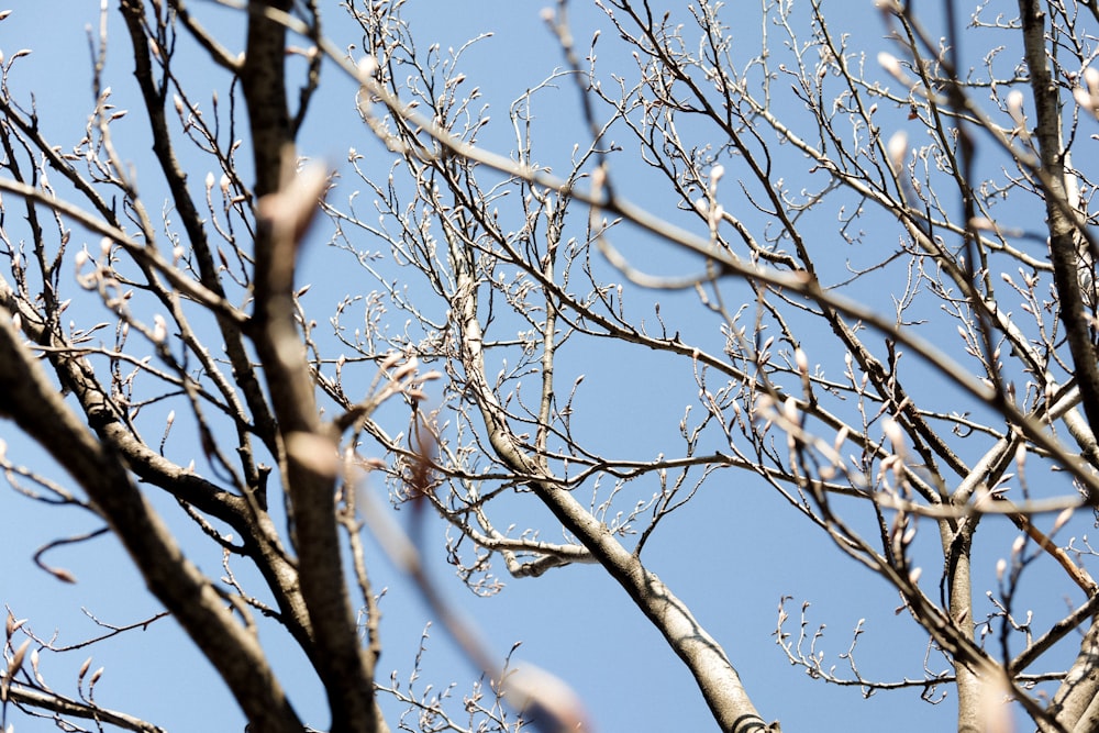 Albero marrone senza foglie sotto cielo blu durante il giorno