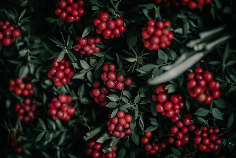 red round fruits on green leaves