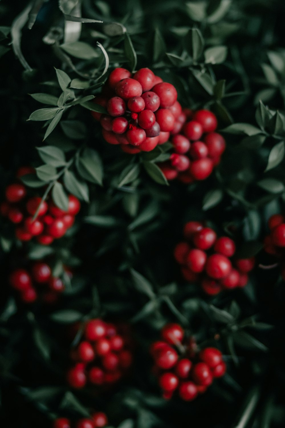 red round fruits on green leaves