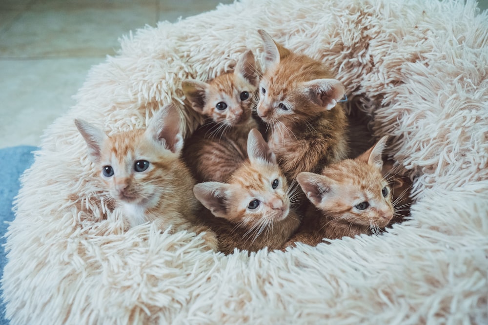 orange tabby kitten on white fur textile