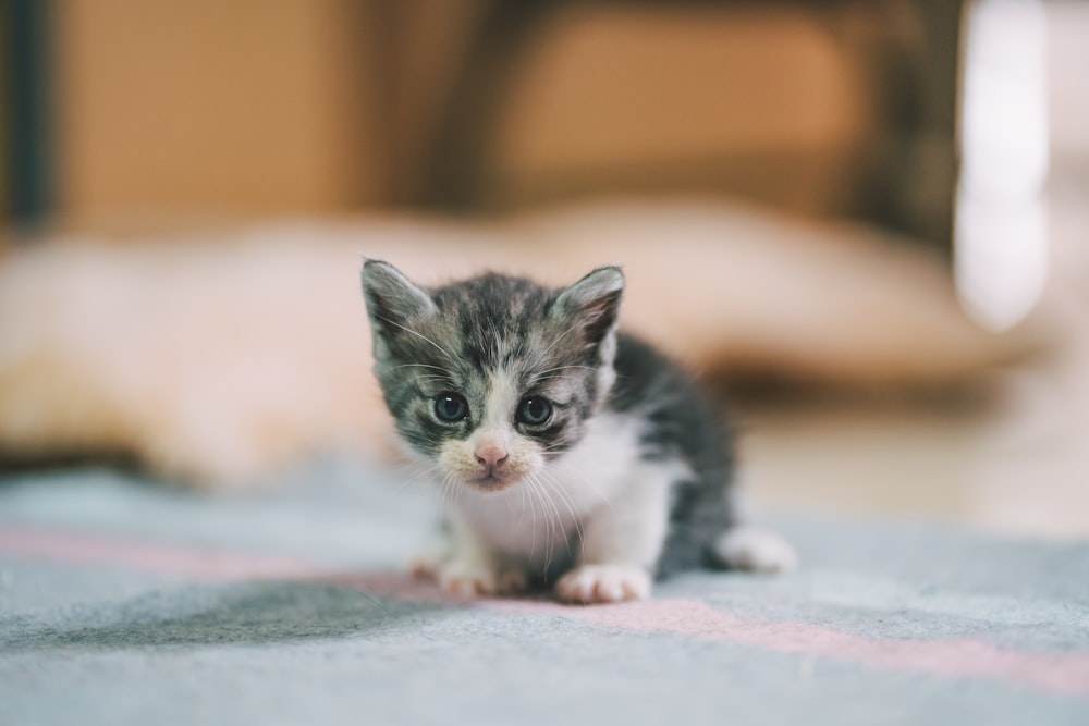 white and black kitten on blue and white textile