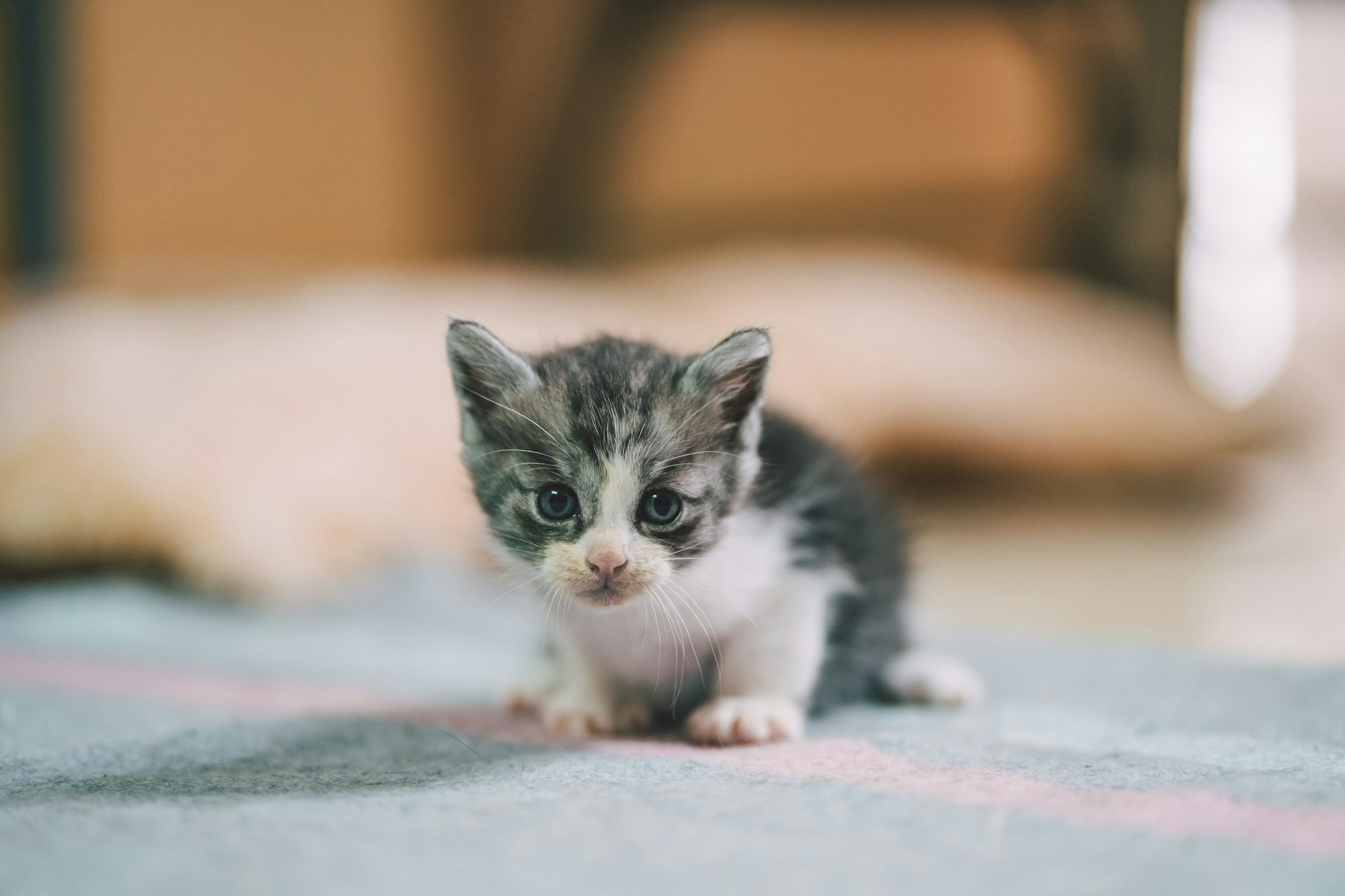 Rescue kitten at Adopt Meow in Chiang Mai, Thailand. 

www.adoptmeowchiangmai.com