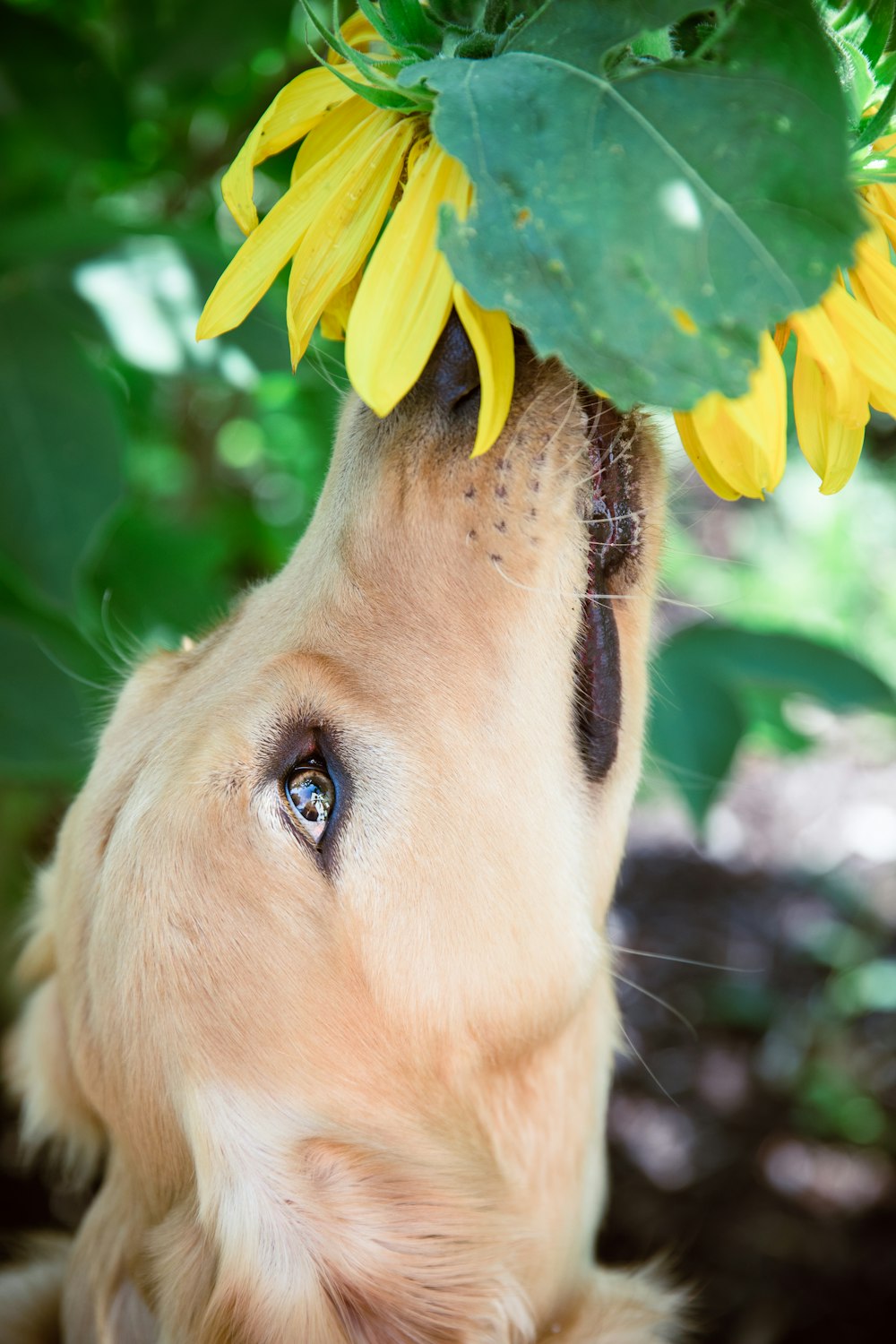 yellow labrador retriever with yellow flower on mouth