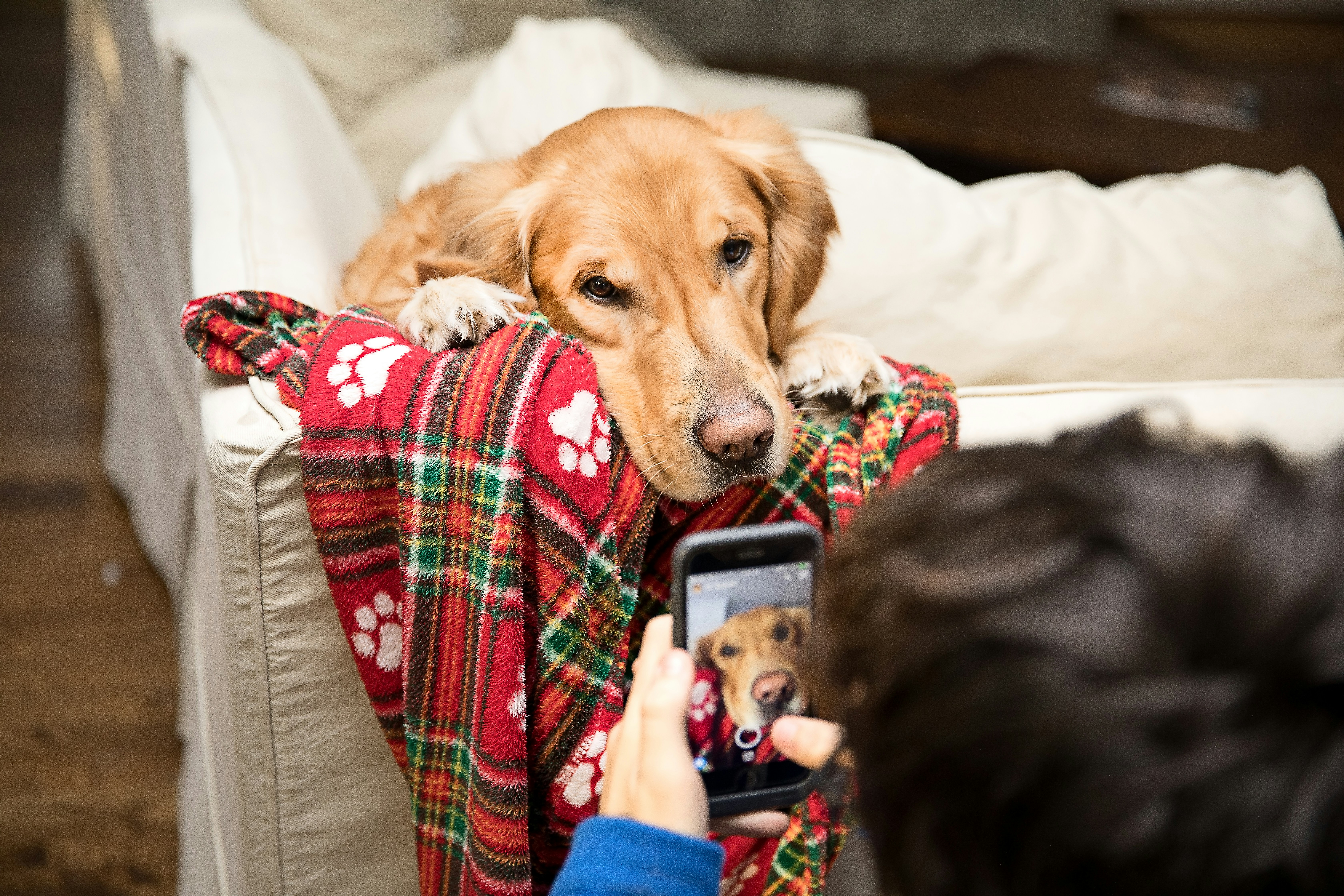 person taking a photo of golden retriever laying on the couch